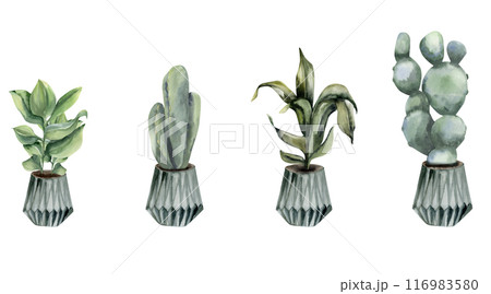 Green home plants in pots : cactus, green leaves, mostera in grey ceramic pot. Hand drawn urban jungle palm with green leaves potted in container for house decor, interior design in boho natural style 116983580
