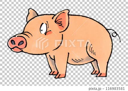 豚 豚 116983581