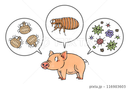豚と寄生虫(ダニ、ノミ、病原菌) 豚と寄生虫(ダニ、ノミ、病原菌) 116983603