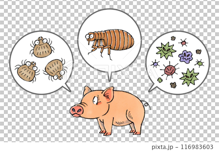 Pigs and parasites (ticks, fleas, pathogens) 116983603