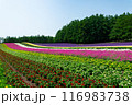 北海道　富良野の夏の風景 116983738