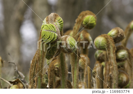 plant plant 116983774
