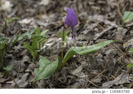 flower flower 116983780
