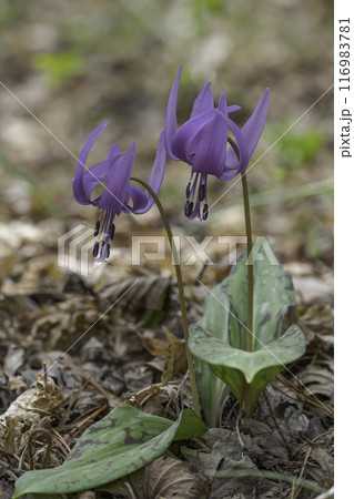 flower flower 116983781