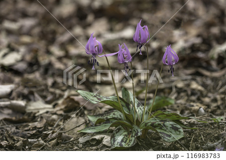 flower flower 116983783