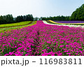 北海道　富良野の夏の風景 116983811