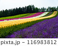 北海道　富良野の夏の風景 116983812