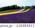 北海道　富良野の夏の風景 116983813