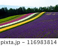 北海道　富良野の夏の風景 116983814