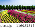 北海道　富良野の夏の風景 116983815