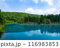 北海道美瑛町　夏の青い池 116983853