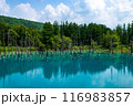 北海道美瑛町　夏の青い池 116983857