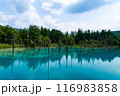 北海道美瑛町　夏の青い池 116983858