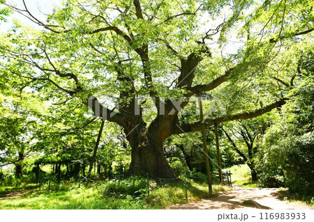 【太田市 日本百名城「金山城跡」 太田市指定天然記念物の金山の大ケヤキ】 【太田市 日本百名城「金山城跡」 太田市指定天然記念物の金山の大ケヤキ】 116983933