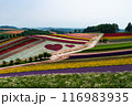 北海道美瑛町　四季彩の丘 116983935