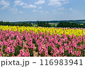 北海道美瑛町　四季彩の丘 116983941