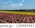 北海道美瑛町　四季彩の丘 116983943