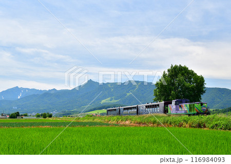 水田の横を走る富良野・美瑛ノロッコ号 水田の横を走る富良野・美瑛ノロッコ号 116984093