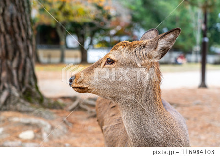 【奈良県】奈良公園にいる野生の鹿 【奈良県】奈良公園にいる野生の鹿 116984103