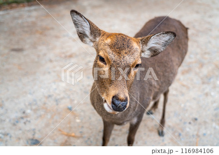 【奈良県】奈良公園にいる野生の鹿 【奈良県】奈良公園にいる野生の鹿 116984106