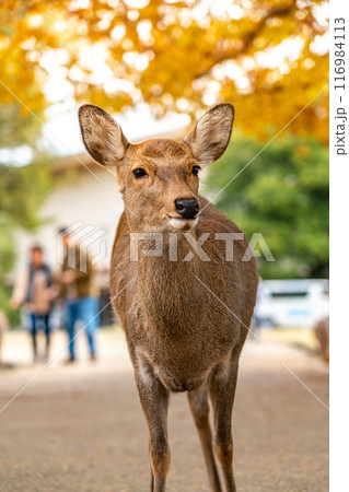 【奈良県】秋の奈良公園にいる野生の鹿 【奈良県】秋の奈良公園にいる野生の鹿 116984113