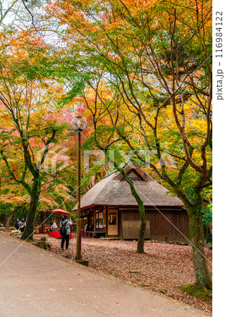 【奈良県】鮮やかな紅葉に囲まれた奈良公園内の水谷茶屋 【奈良県】鮮やかな紅葉に囲まれた奈良公園内の水谷茶屋 116984122