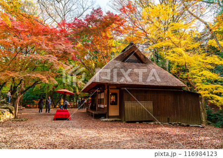 【奈良県】鮮やかな紅葉に囲まれた奈良公園内の水谷茶屋 【奈良県】鮮やかな紅葉に囲まれた奈良公園内の水谷茶屋 116984123
