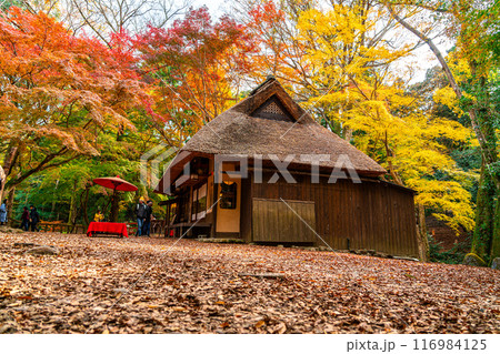 【奈良県】鮮やかな紅葉に囲まれた奈良公園内の水谷茶屋 116984125