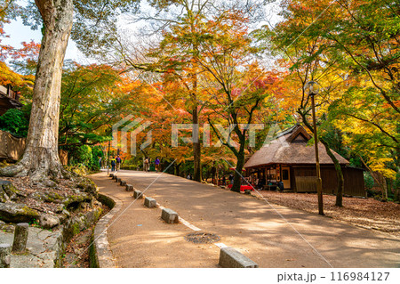 【奈良県】鮮やかな紅葉に囲まれた奈良公園内の水谷茶屋 【奈良県】鮮やかな紅葉に囲まれた奈良公園内の水谷茶屋 116984127