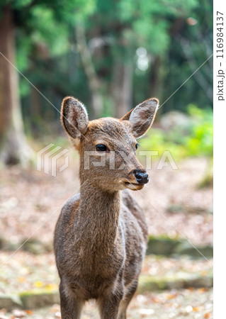 【奈良県】奈良公園にいる野生の鹿 【奈良県】奈良公園にいる野生の鹿 116984137