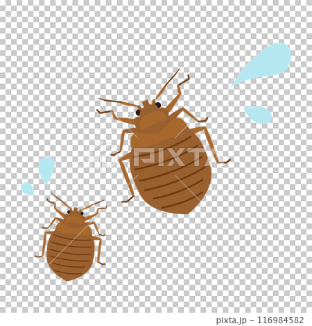 焦って汗を出して逃げるトコジラミのイラスト 116984582