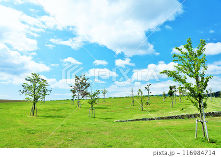 岩手県　陸前高田　青空の公園 116984714