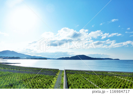 岩手県　青空と海の陸前高田 116984717