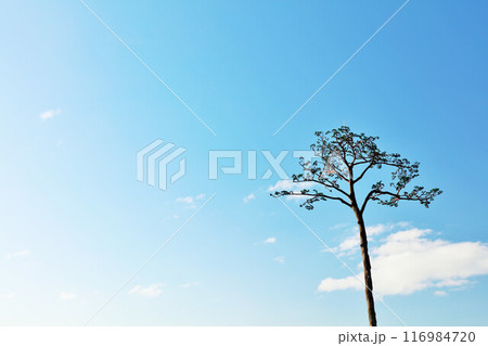 岩手県　陸前高田　青空の「奇跡の一本松」 116984720