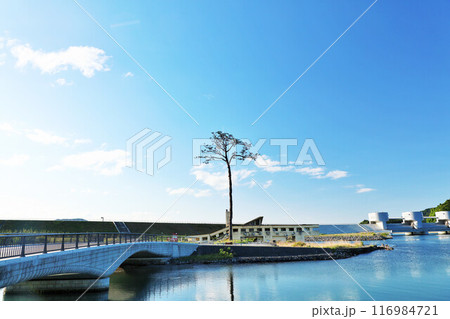 岩手県　陸前高田　青空の「奇跡の一本松」 116984721