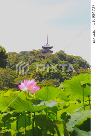 三渓園 三渓園 116984737