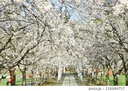 神社と桜 116984757