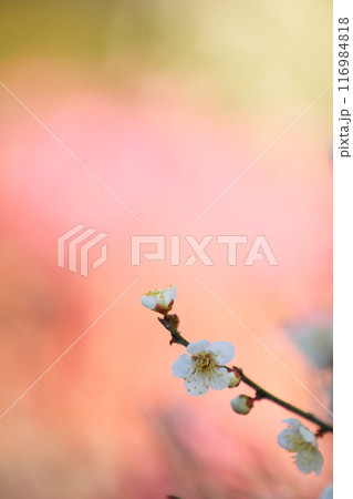 紅梅を背景にした白梅の枝先 116984818