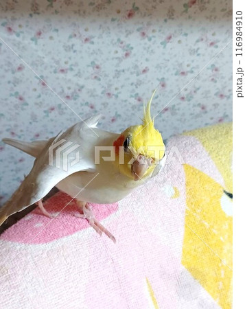 リラックスしている手乗りのオカメインコ リラックスしている手乗りのオカメインコ 116984910