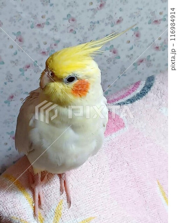 リラックスしている手乗りのオカメインコ リラックスしている手乗りのオカメインコ 116984914