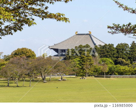 奈良公園の芝に覆われた春日野園地と東大寺大仏殿 奈良公園の芝に覆われた春日野園地と東大寺大仏殿 116985000