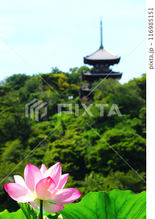 三渓園 三渓園 116985151