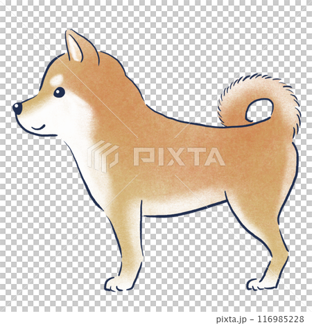 手繪色鉛筆插圖，展示側身站立的柴犬 116985228