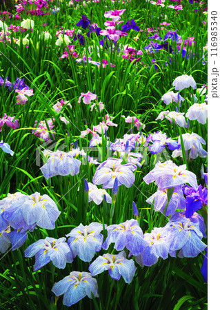 堀切菖蒲園のハナショウブの風景 116985340