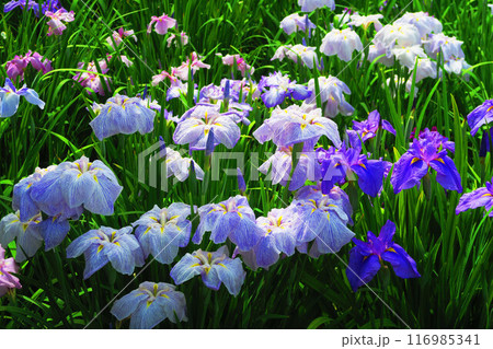 堀切菖蒲園のハナショウブの風景 116985341