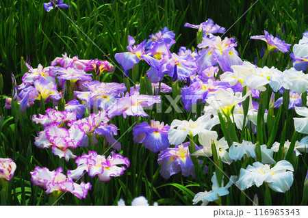 堀切菖蒲園のハナショウブの風景 堀切菖蒲園のハナショウブの風景 116985343