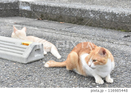 駐車場と猫 駐車場と猫 116985448