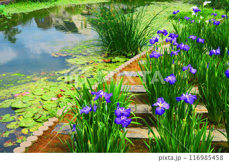 堀切菖蒲園(東京都葛飾区)のハナショウブの風景 堀切菖蒲園(東京都葛飾区)のハナショウブの風景 116985458