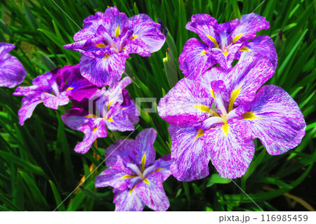 堀切菖蒲園(東京都葛飾区)のハナショウブの風景 堀切菖蒲園(東京都葛飾区)のハナショウブの風景 116985459