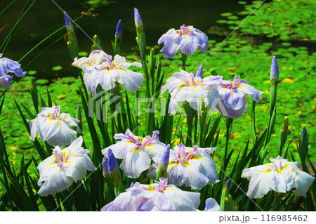 堀切菖蒲園（東京都葛飾区）のハナショウブの風景 116985462